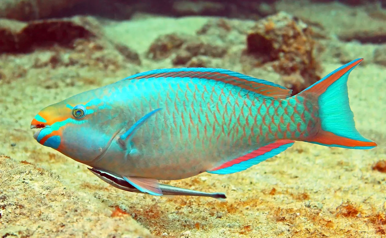 Parrot Fish